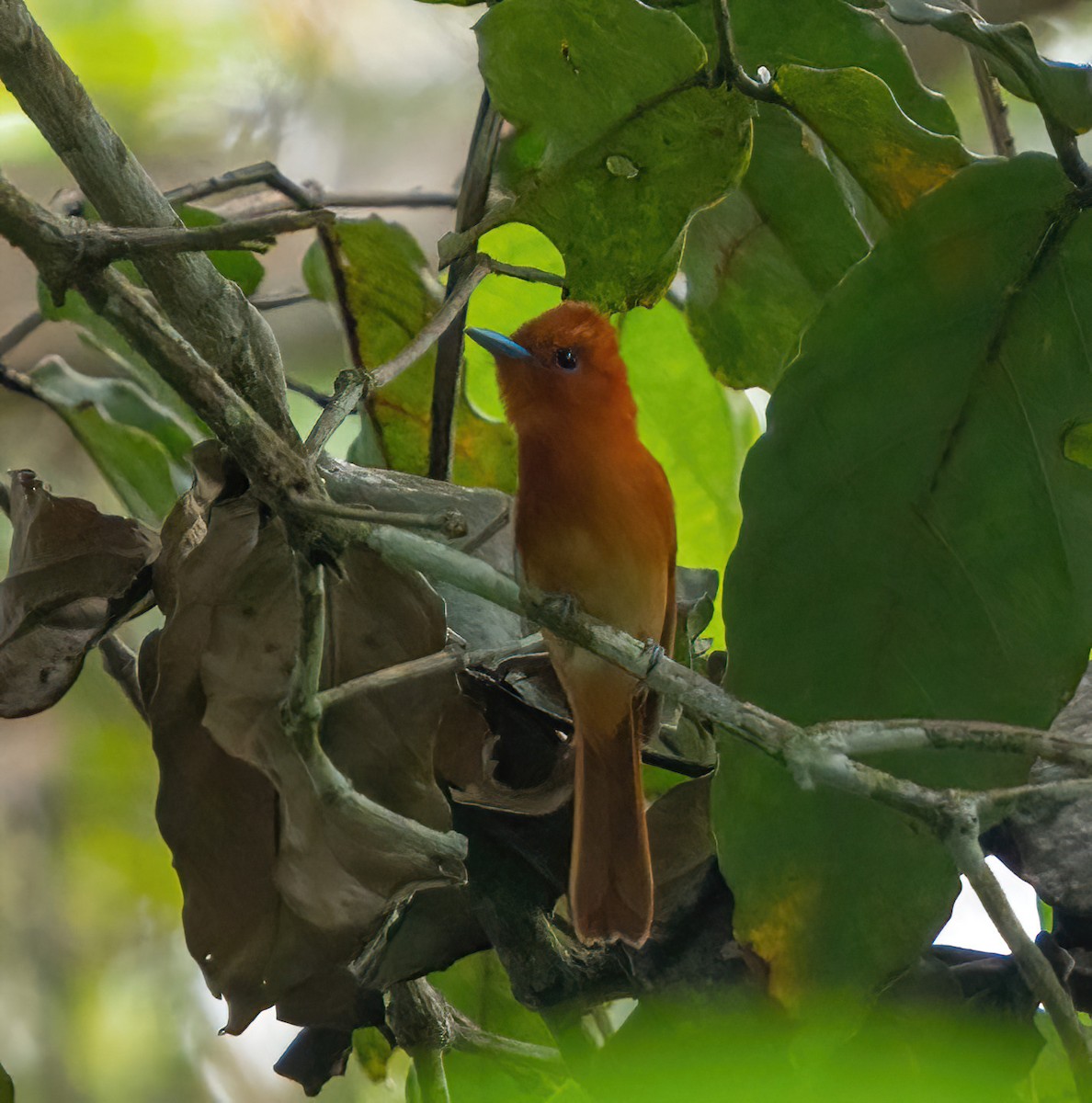 Rufous Paradise-Flycatcher (Southern) - Kevin Pearce