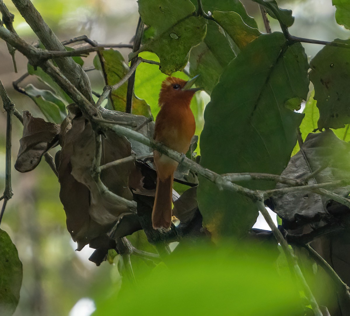 Rufous Paradise-Flycatcher (Southern) - ML543983671
