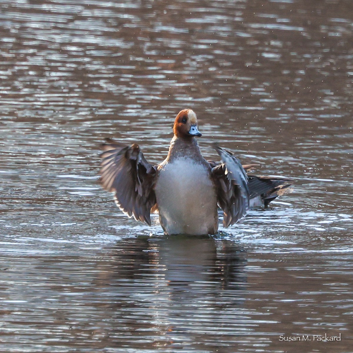 eBird Checklist 10 Mar 2023 Shawme Pond, Sandwich 19 species