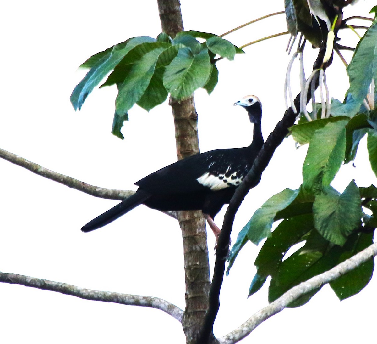 Blue-throated Piping-Guan - ML543984241