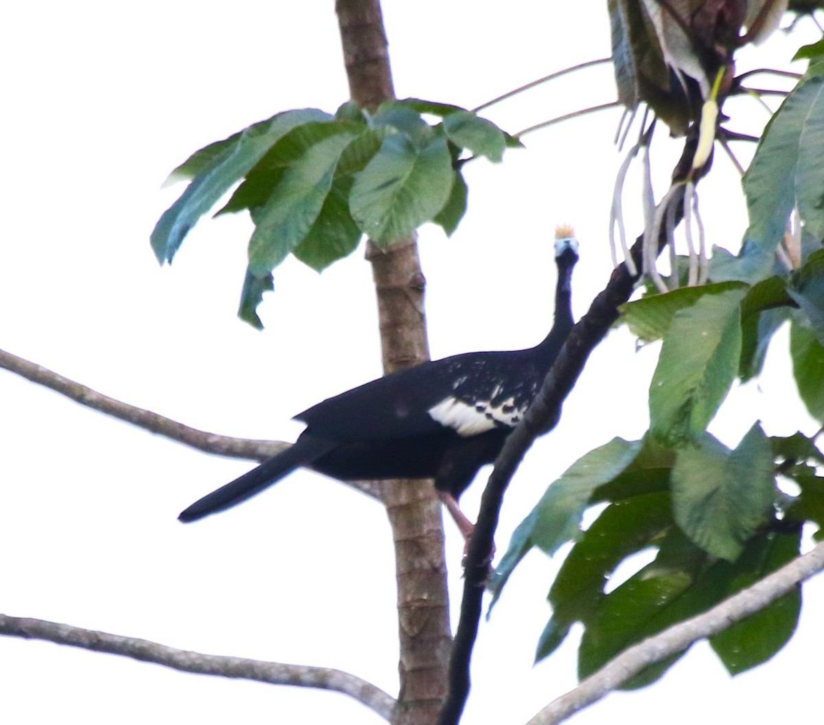 Blue-throated Piping-Guan - ML543984261