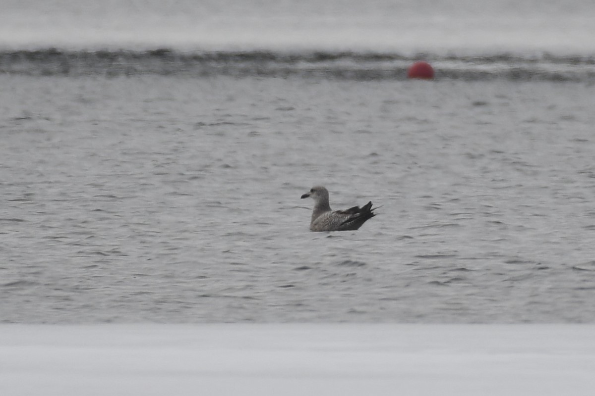 Möwe, unbestimmt - ML543987121