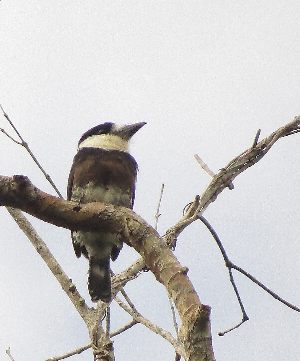 Brown-banded Puffbird - Johnnier Arango 🇨🇴 theandeanbirder.com