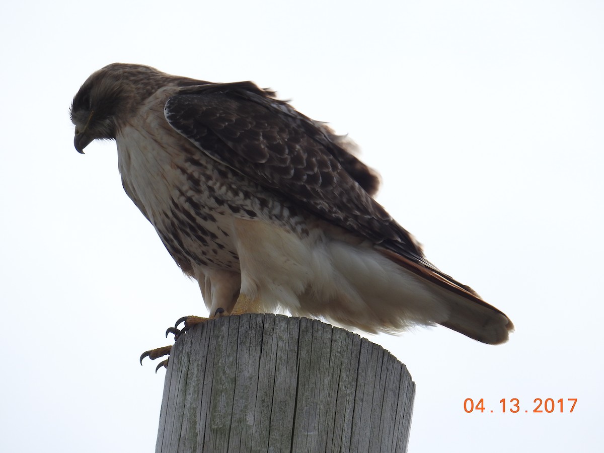 Red-tailed Hawk - Carol Baird Molander