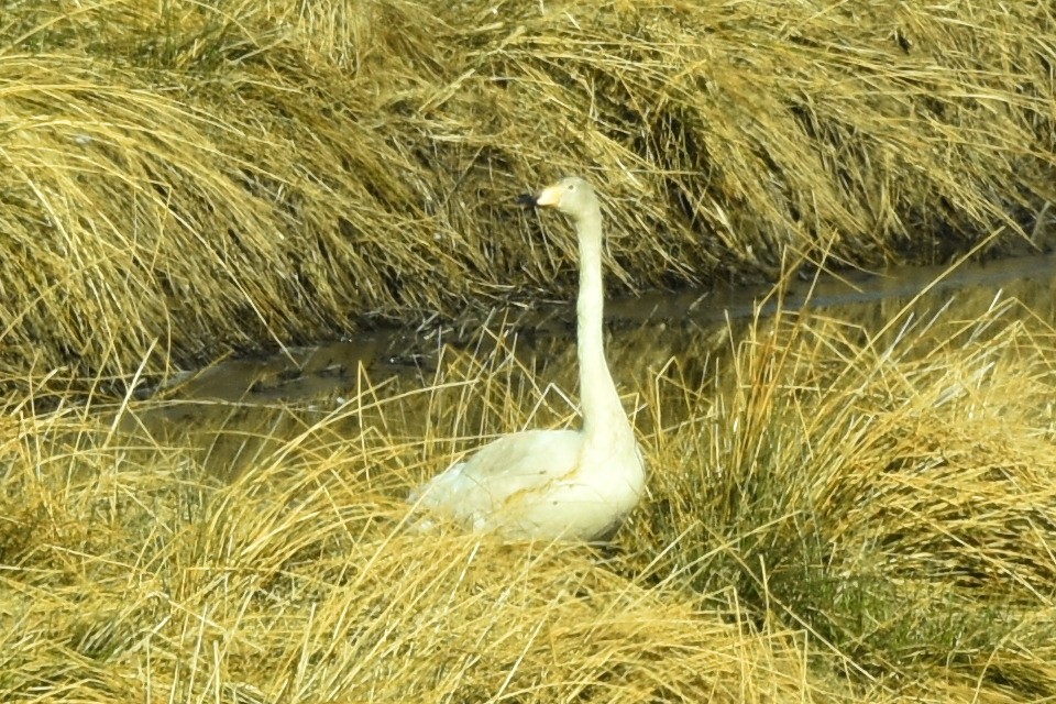 Whooper Swan - ML543995901