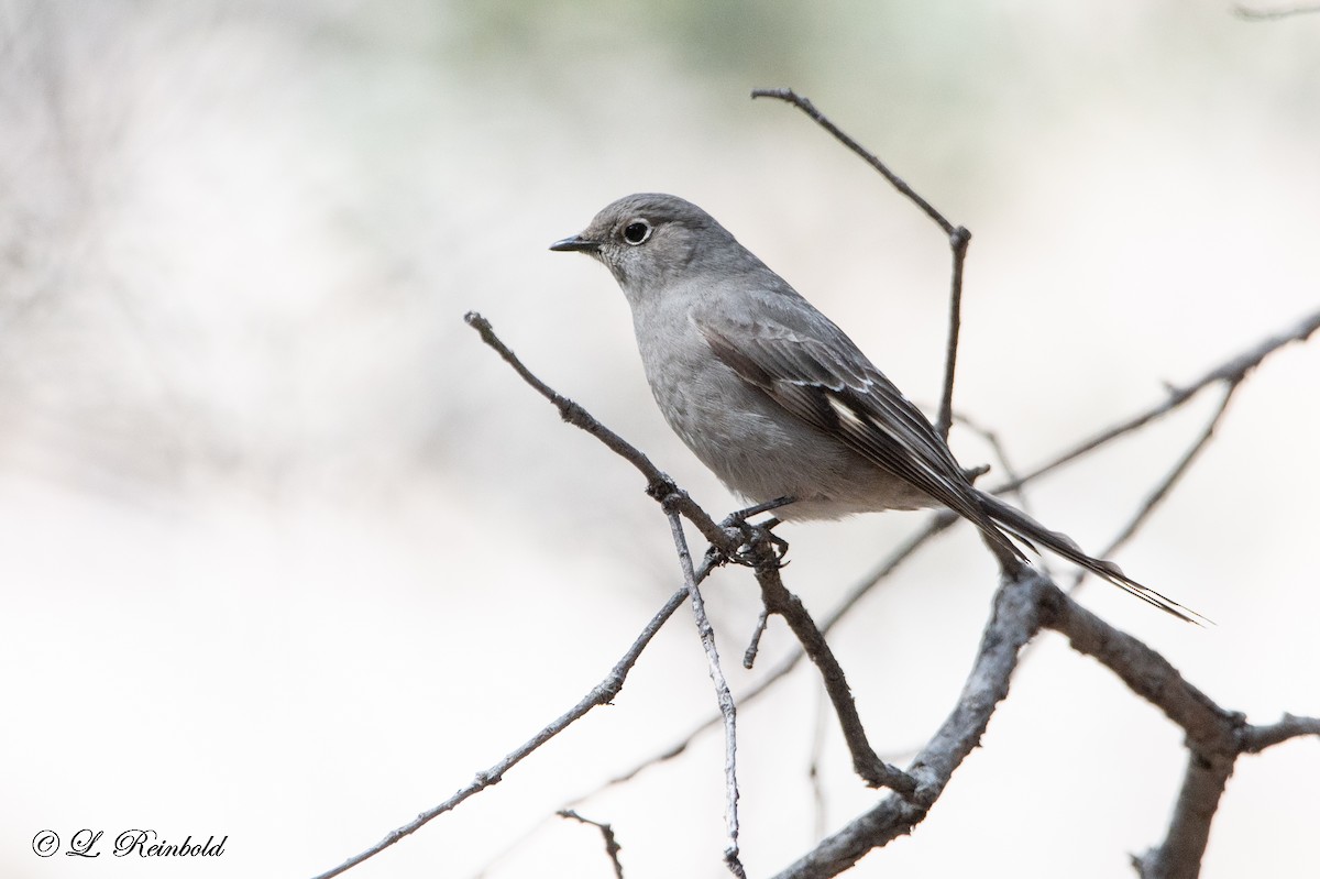 Townsend's Solitaire - ML543998411