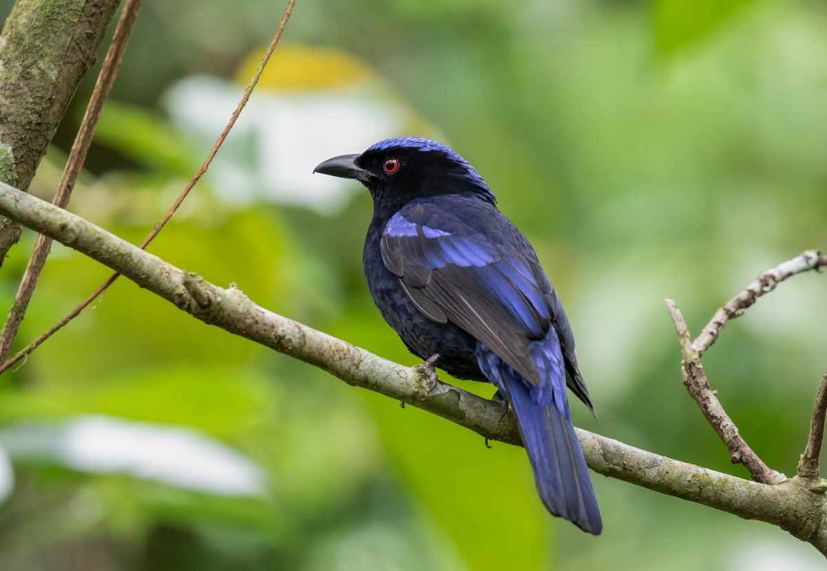 Philippine Fairy-bluebird - Brad Murphy