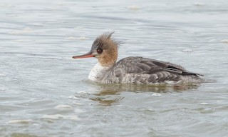 Red-breasted Merganser