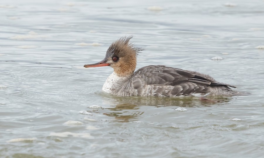 Red-breasted Merganser