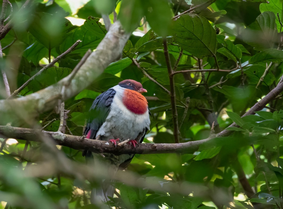 Flame-breasted Fruit-Dove - ML544002511