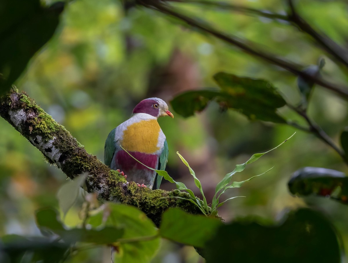 Yellow-breasted Fruit-Dove - ML544004651
