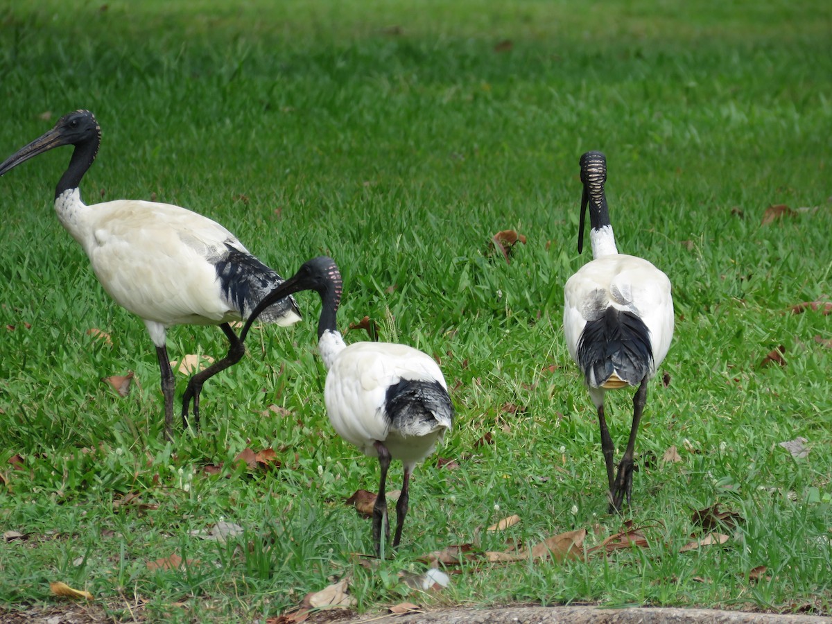 ibis australský - ML544007551