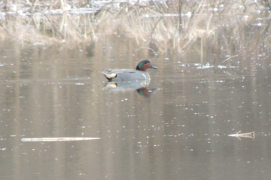 Green-winged Teal - ML544010291
