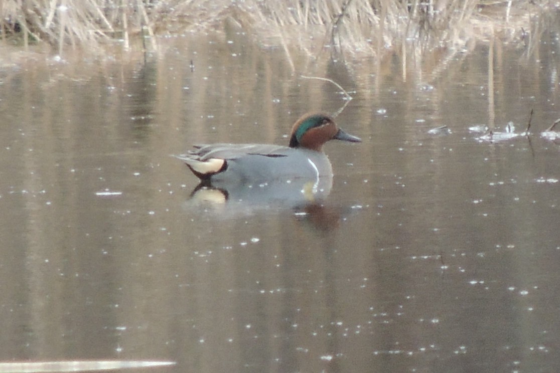 Green-winged Teal - ML544010301