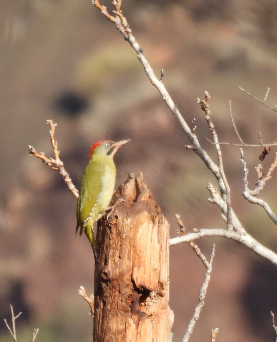 Levaillant's Woodpecker - ML544013681