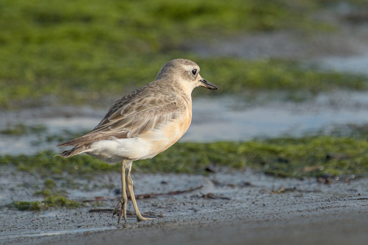 Red-breasted Dotterel - ML544019821