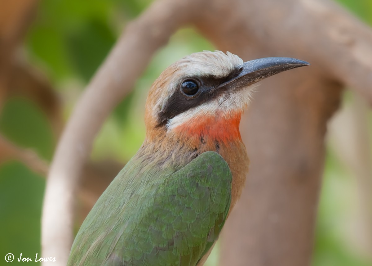 White-fronted Bee-eater - ML544024021