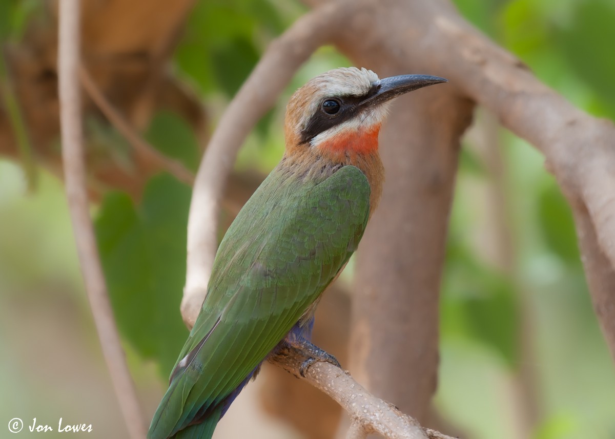 White-fronted Bee-eater - ML544024031