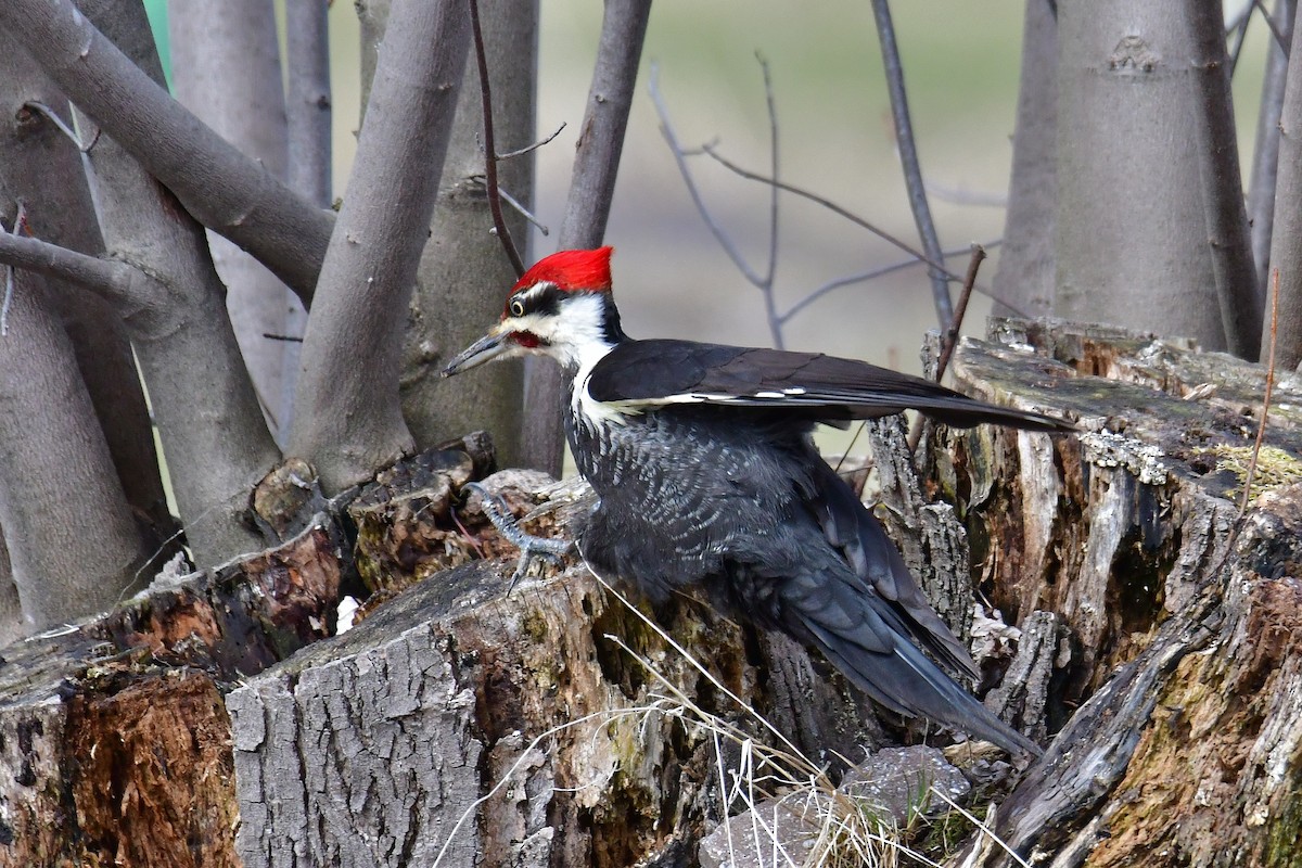 Pileated Woodpecker - André Lanouette