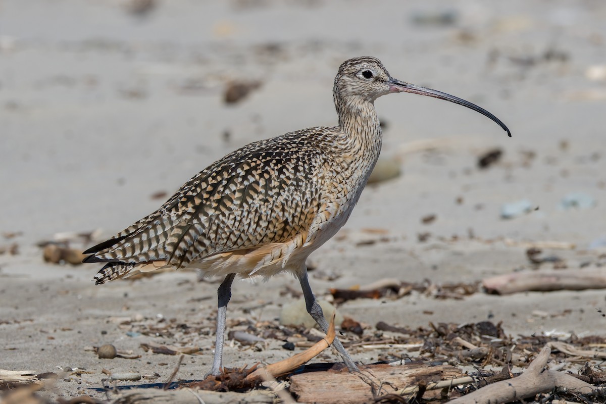Long-billed Curlew - ML544025341