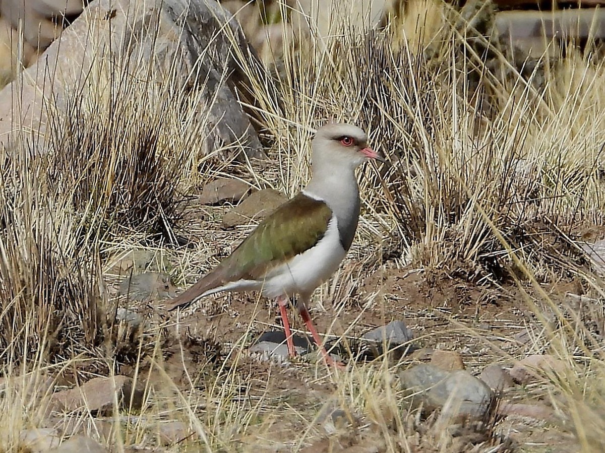 Andean Lapwing - ML544028351