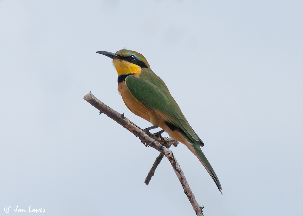 Little Bee-eater - ML544028451