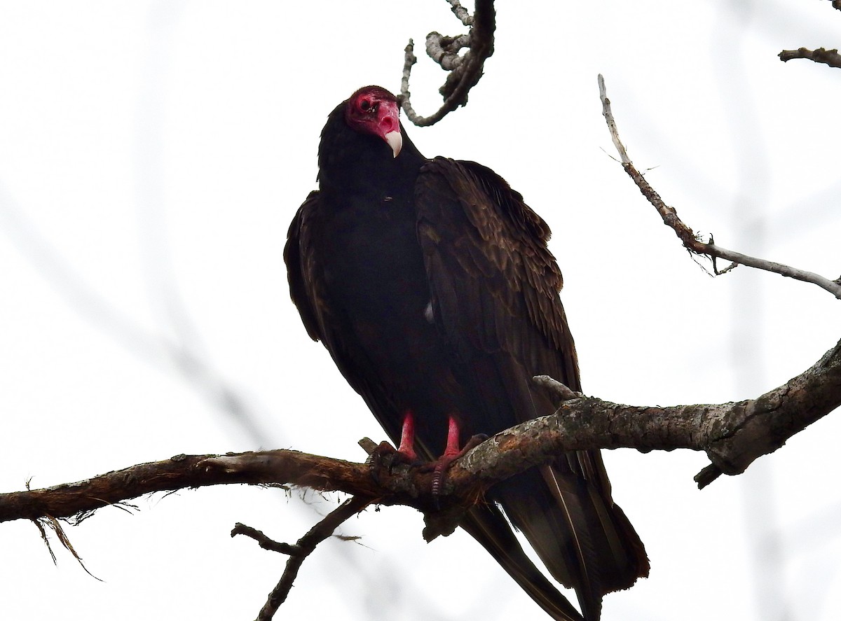 Turkey Vulture - Bonnie Heinecke