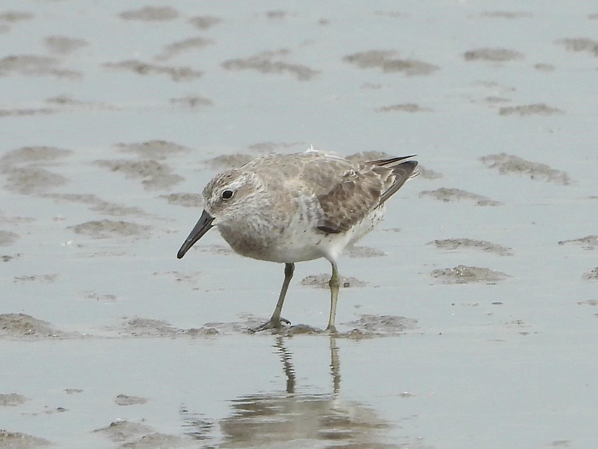 Red Knot - ML544029291