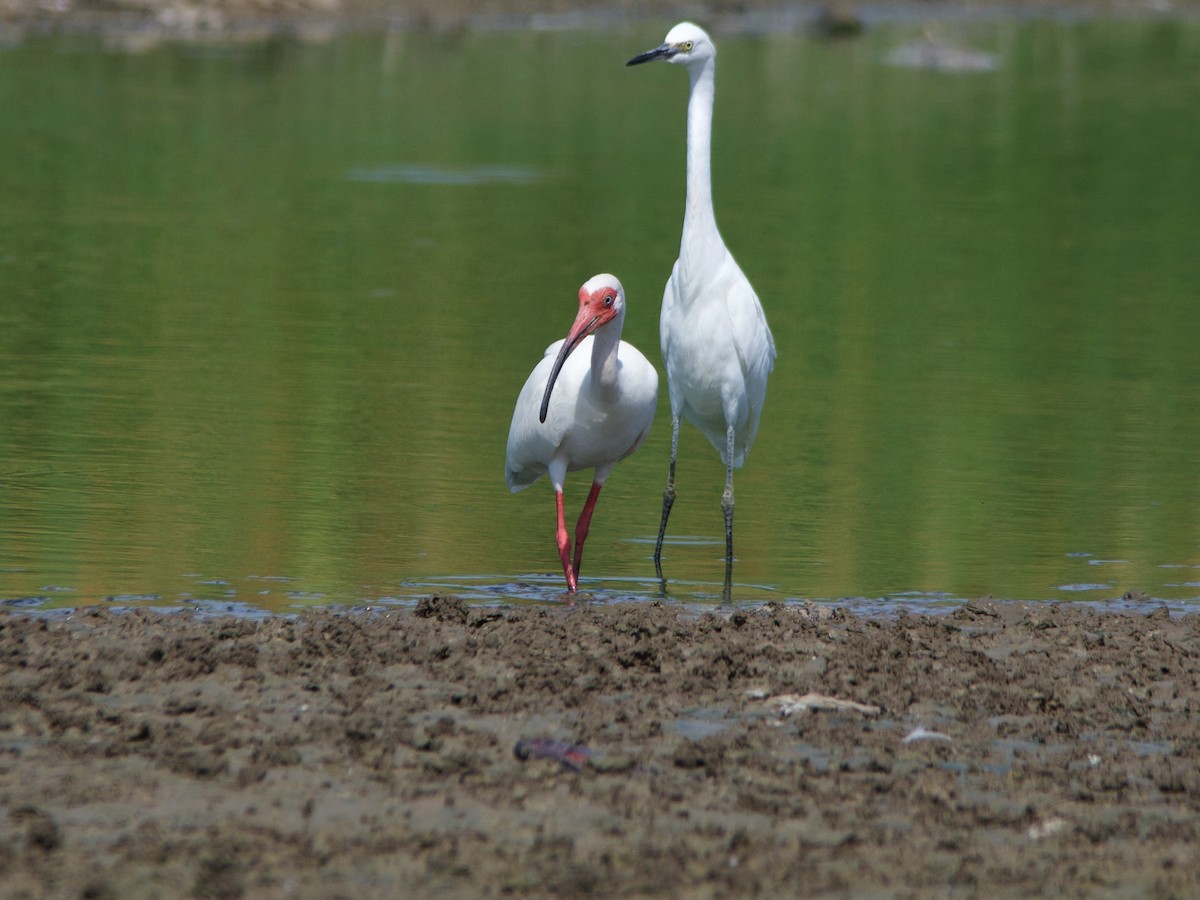 ibis bílý - ML544029741