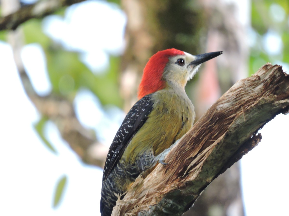 Jamaican Woodpecker - ML544030061
