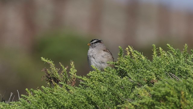 White-crowned Sparrow (nuttalli) - ML544032011