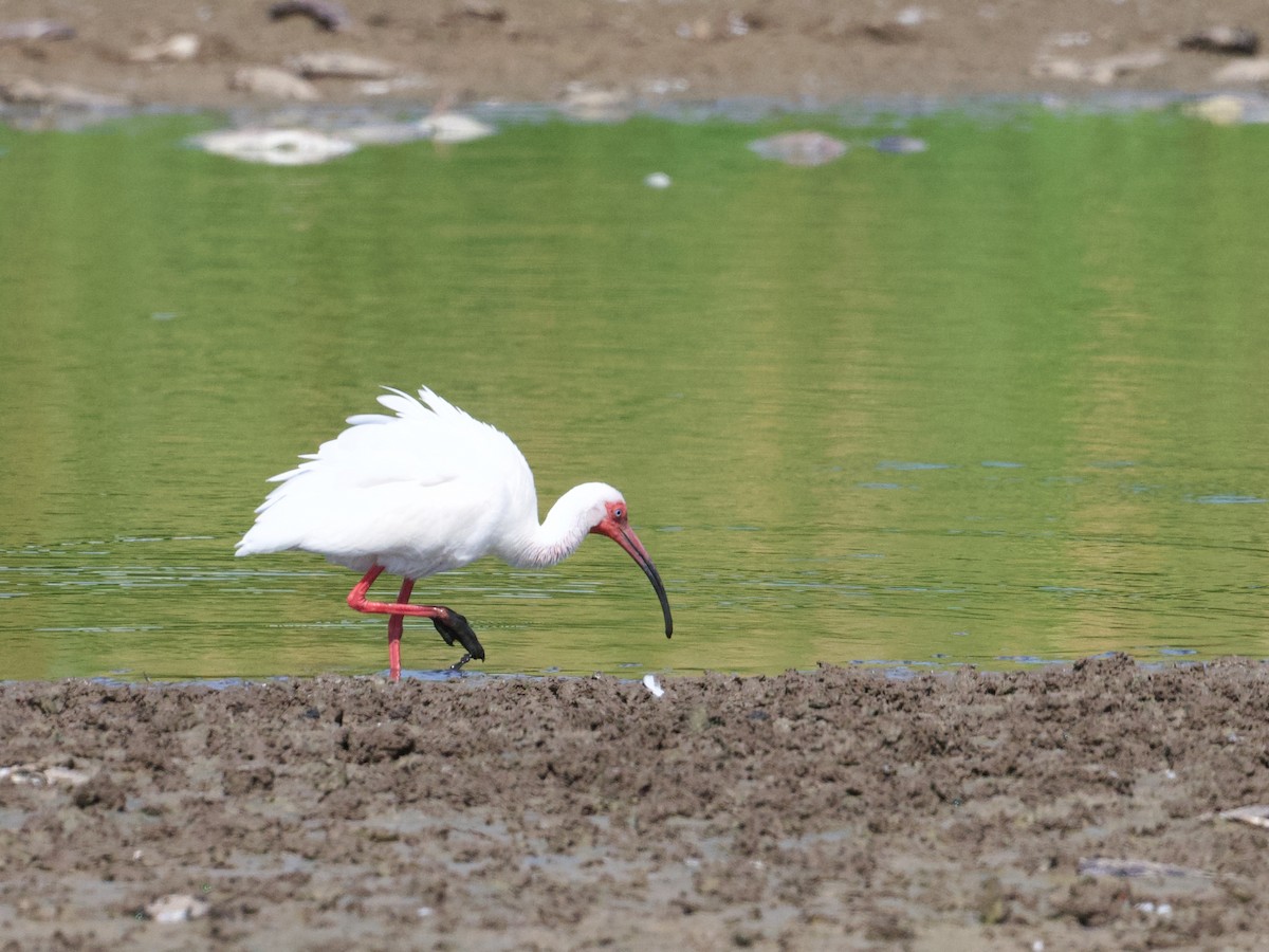 ibis bílý - ML544032221