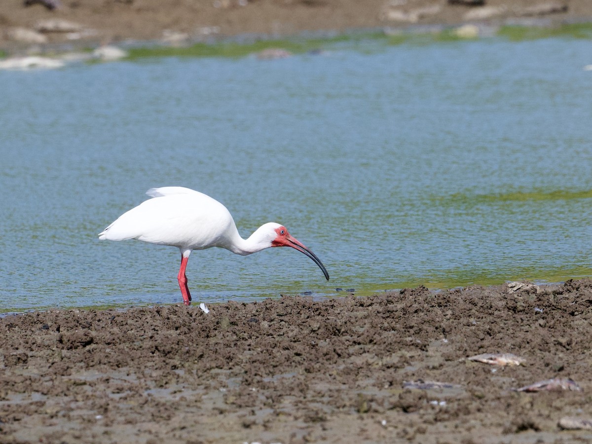 ibis bílý - ML544033331
