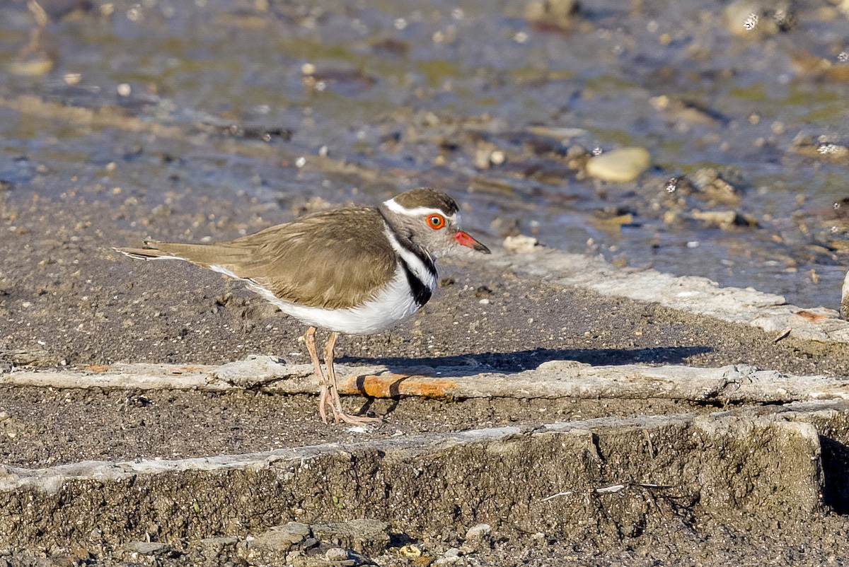 Three-banded Plover - ML544035571