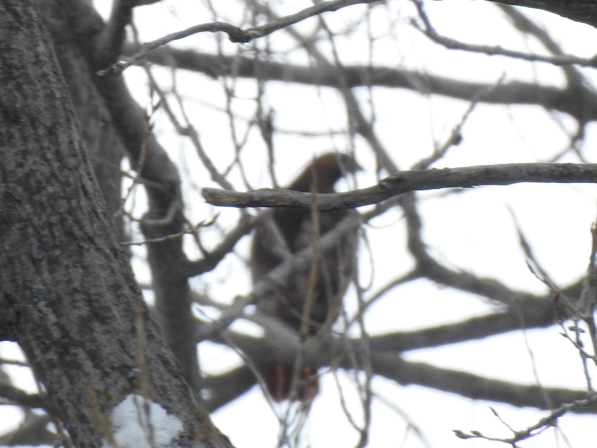 Red-tailed Hawk (abieticola) - ML544036211