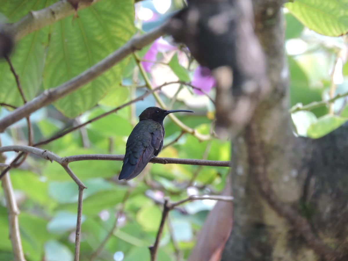 kolibřík jamajský - ML544036301