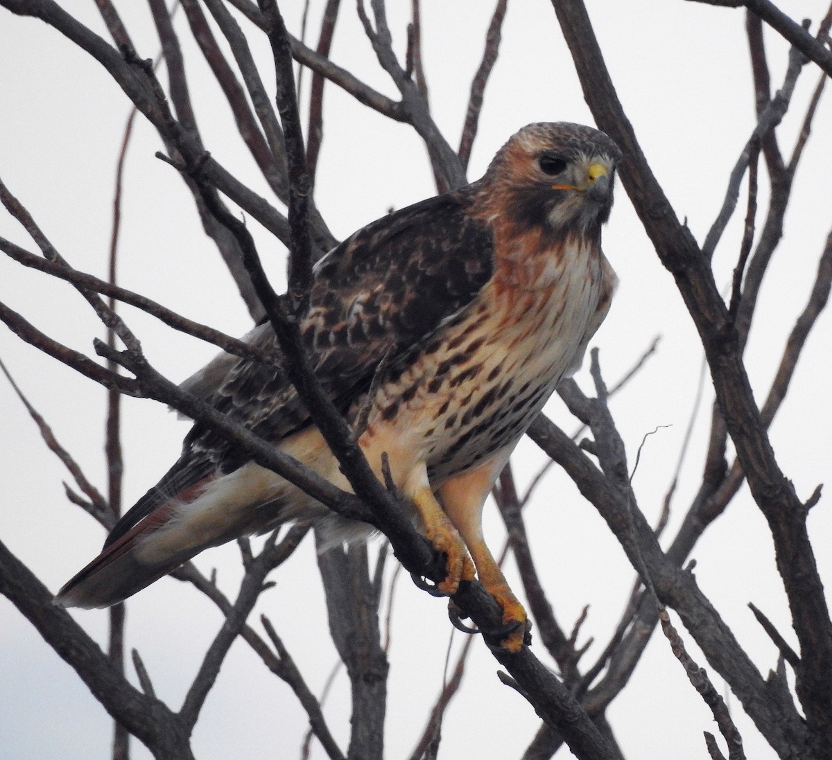 Red-tailed Hawk - ML544042411