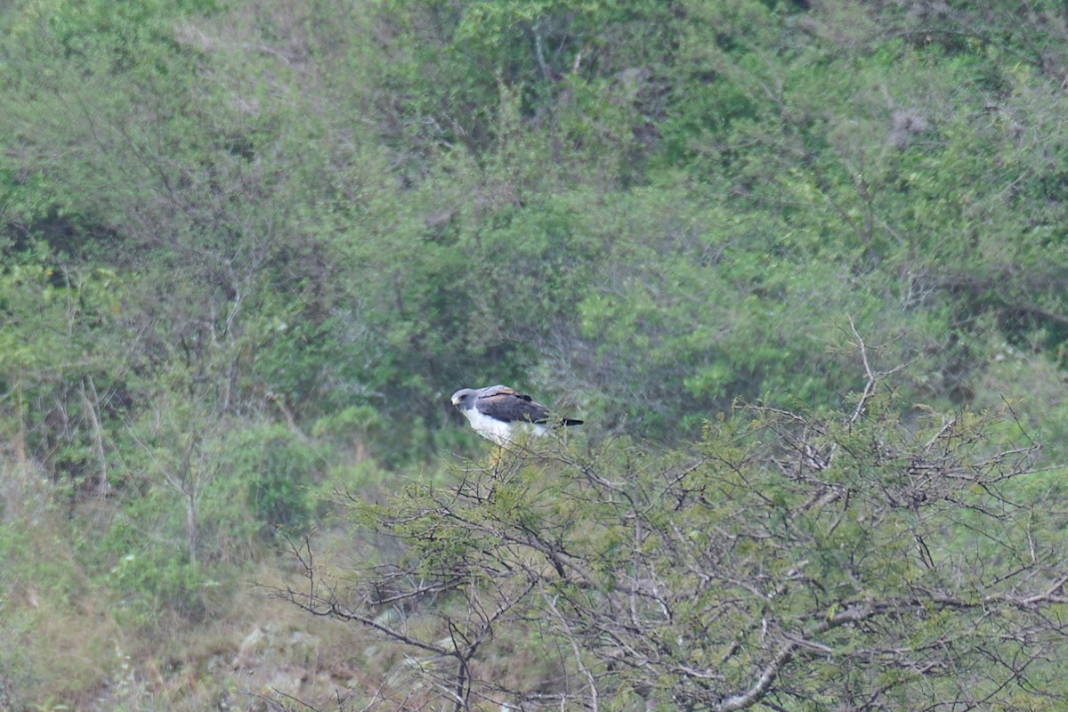 White-tailed Hawk - ML544043611