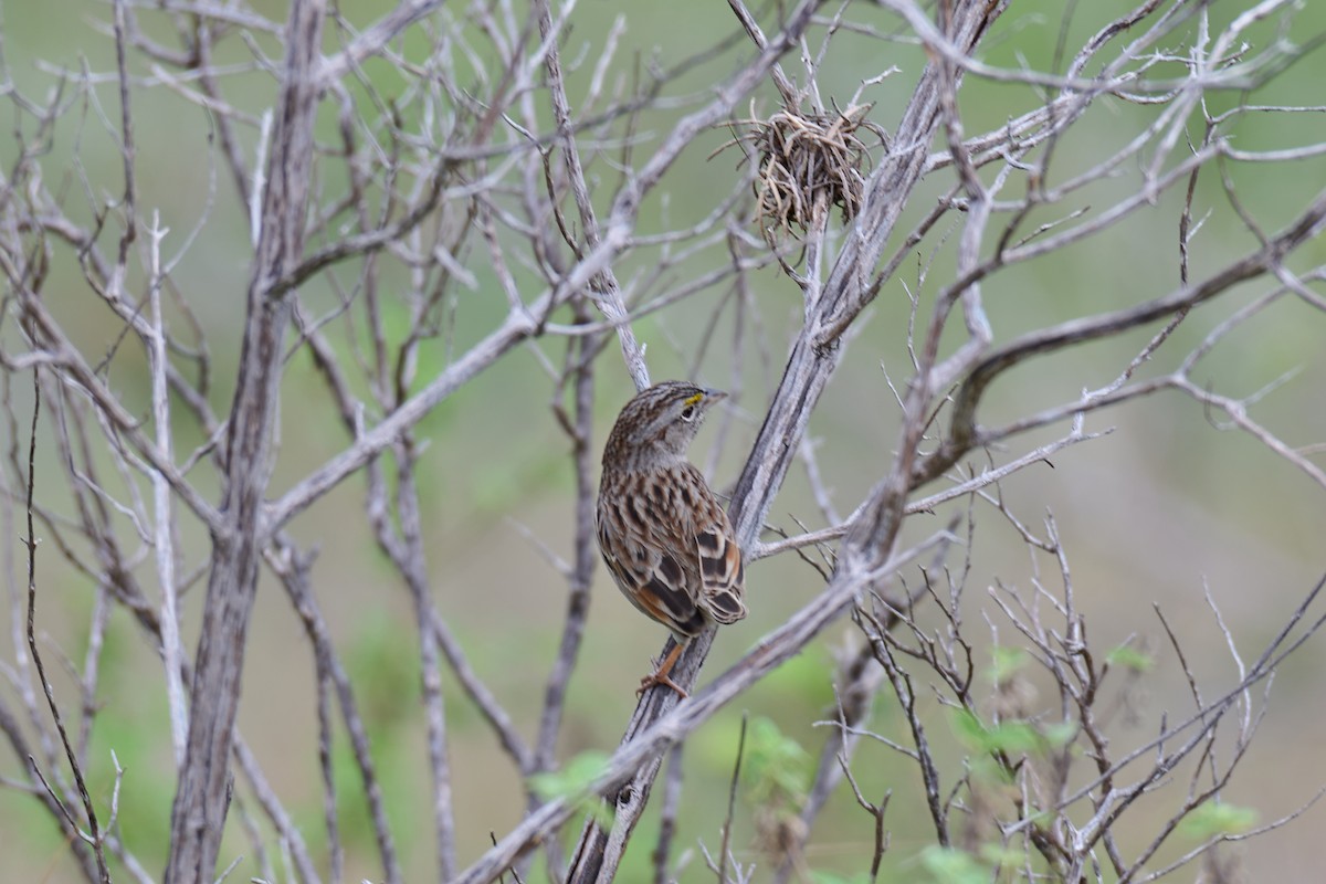 Grassland Sparrow - ML544044031