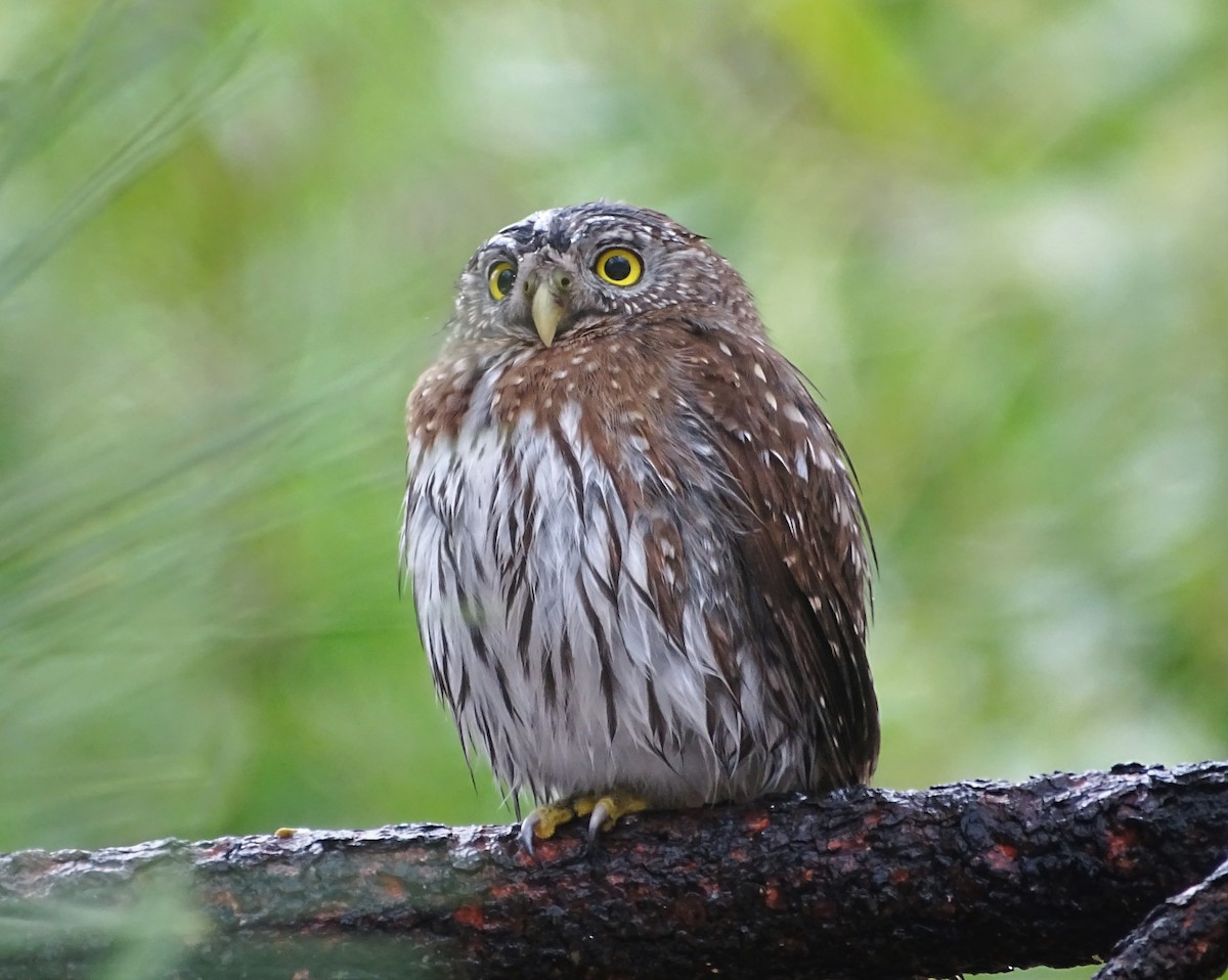 Northern Pygmy-Owl - ML544048131