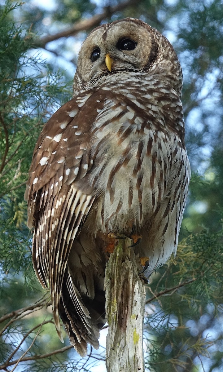 Barred Owl - ML54405031