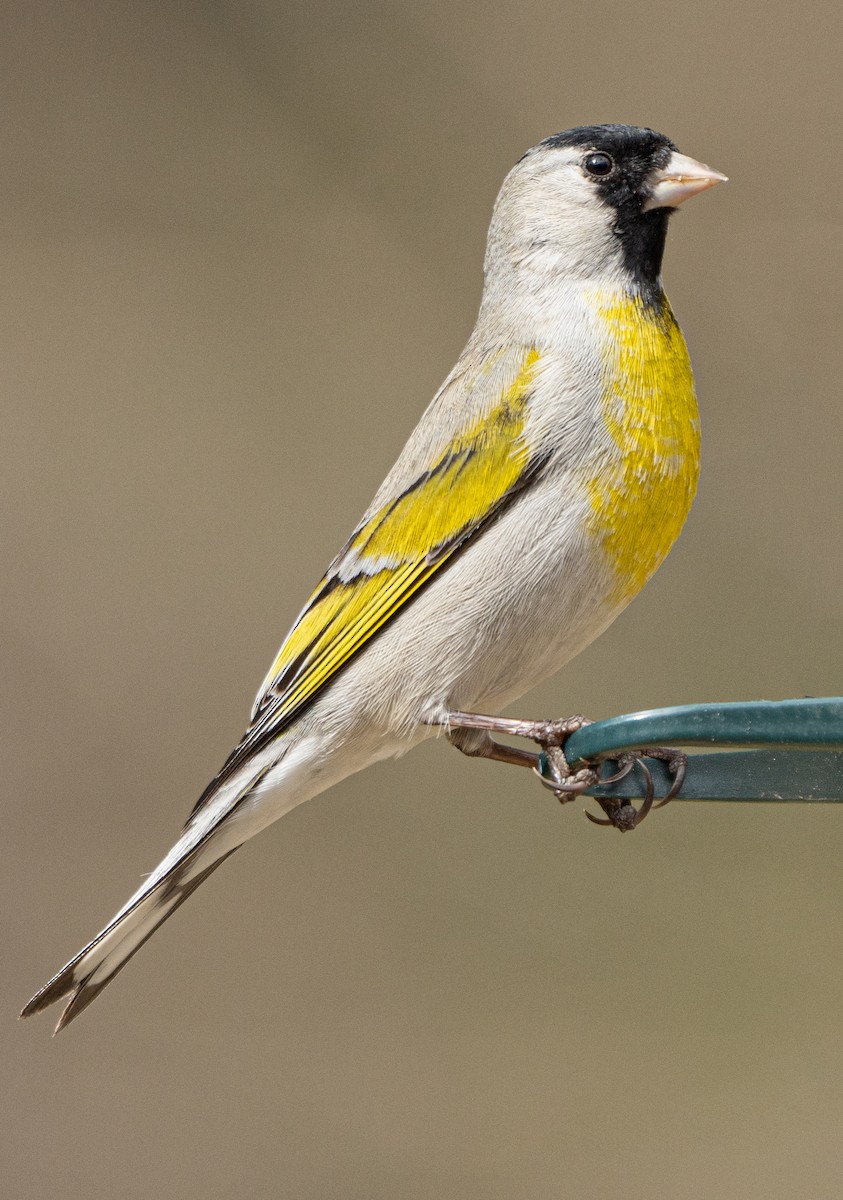 Lawrence's Goldfinch - ML544058421