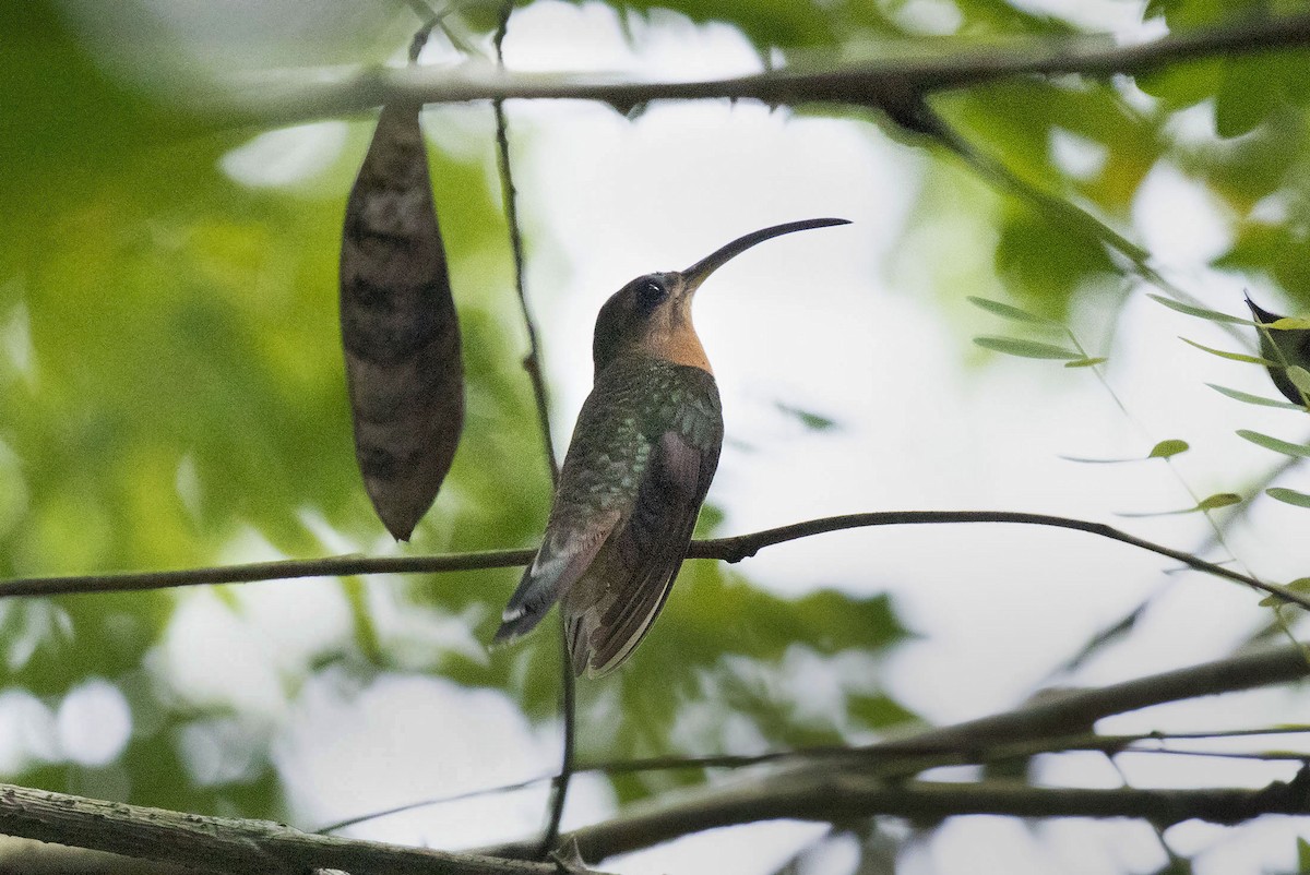 Rufous-breasted Hermit - ML544058831