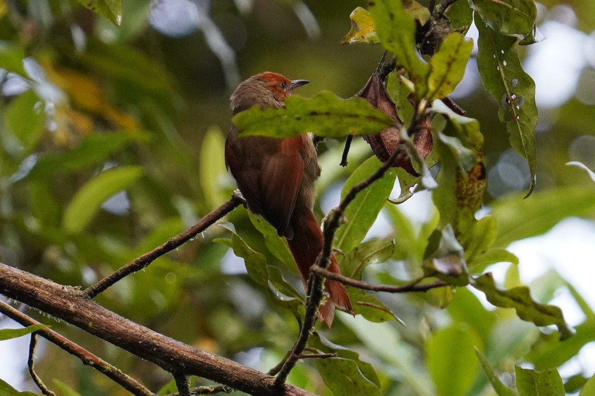 Red-faced Spinetail - ML544060531