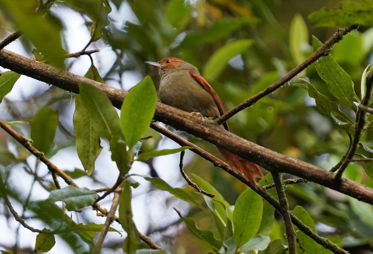 Red-faced Spinetail - ML544060621