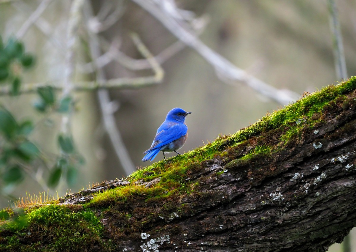 Western Bluebird - Aidan Brubaker