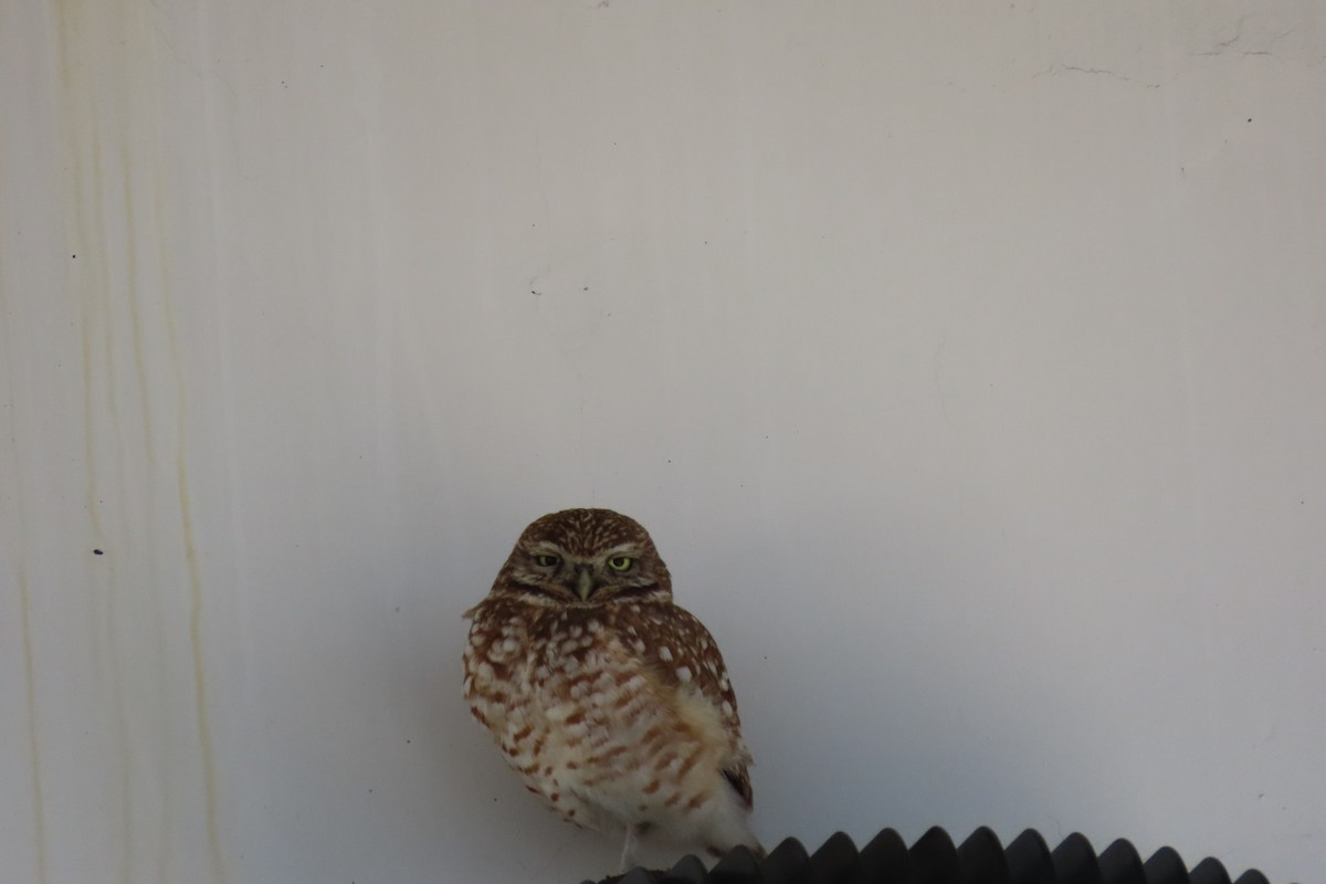 Burrowing Owl - ML544069921