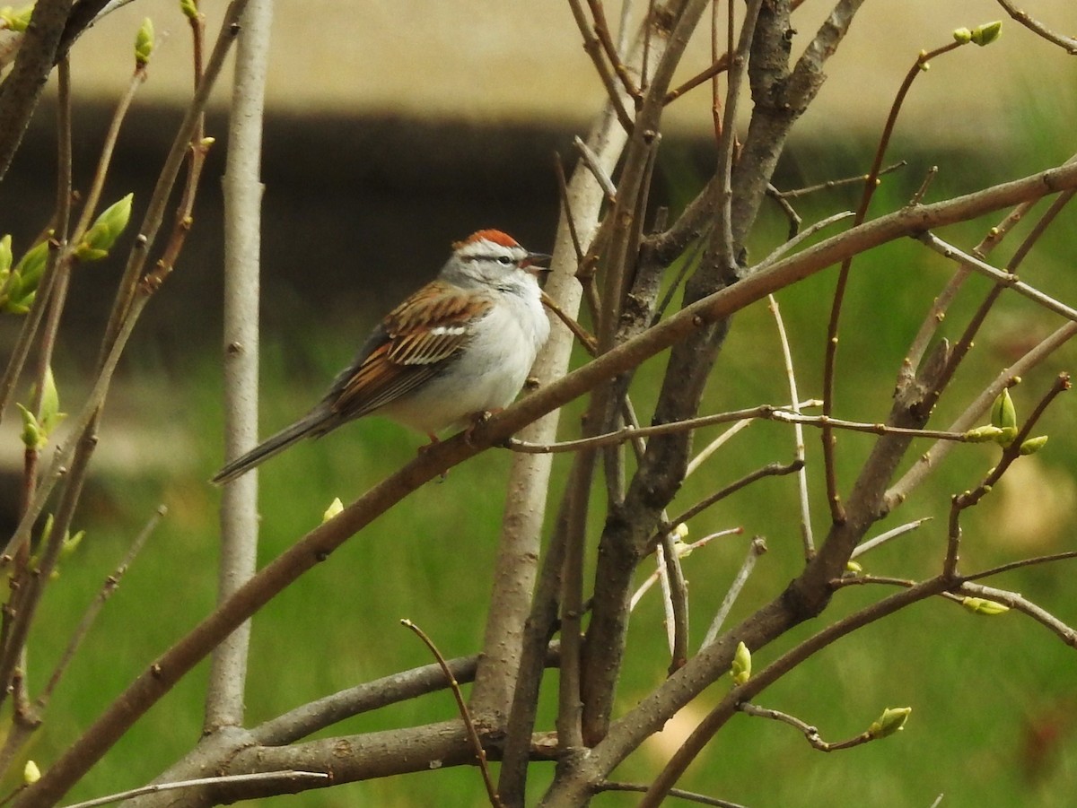 Chipping Sparrow - Bonnie Kinder