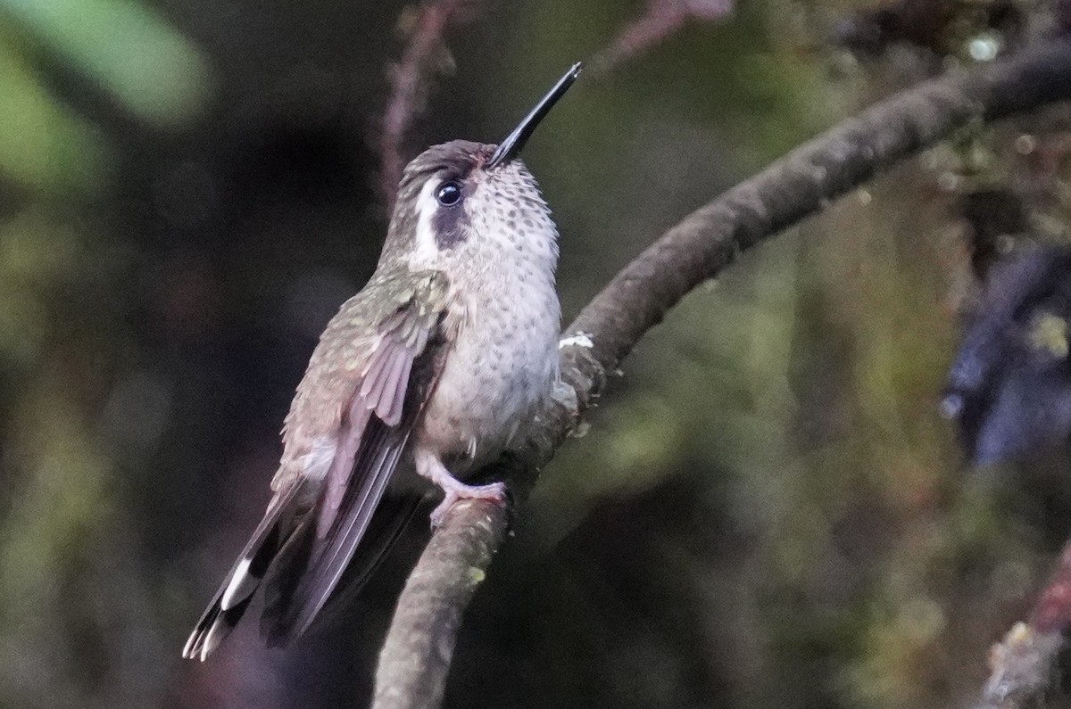 Speckled Hummingbird - Dennis Mersky