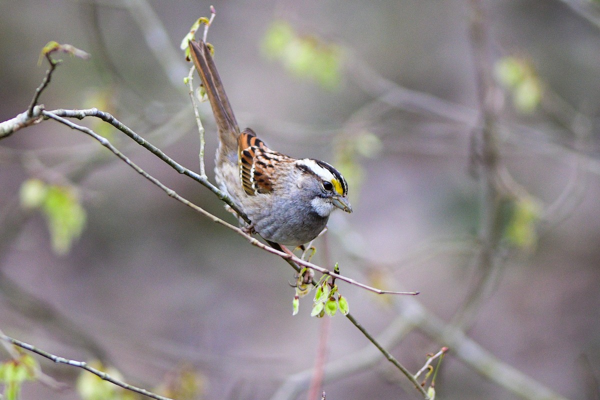 White-throated Sparrow - ML544077441